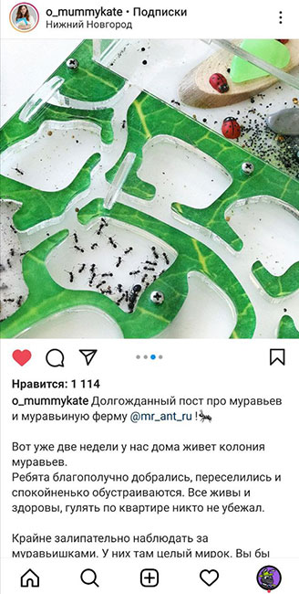 Отзыв о муравьиной ферме